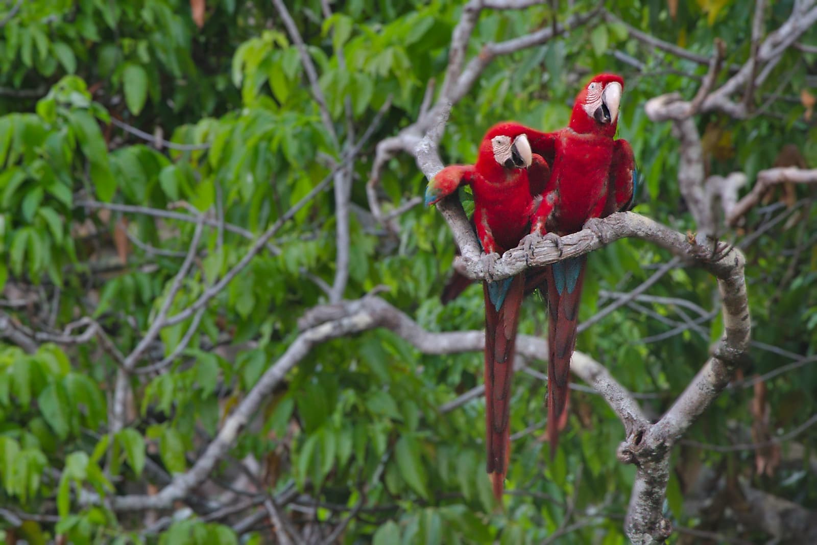Serra da Bodoquena fauna e flora