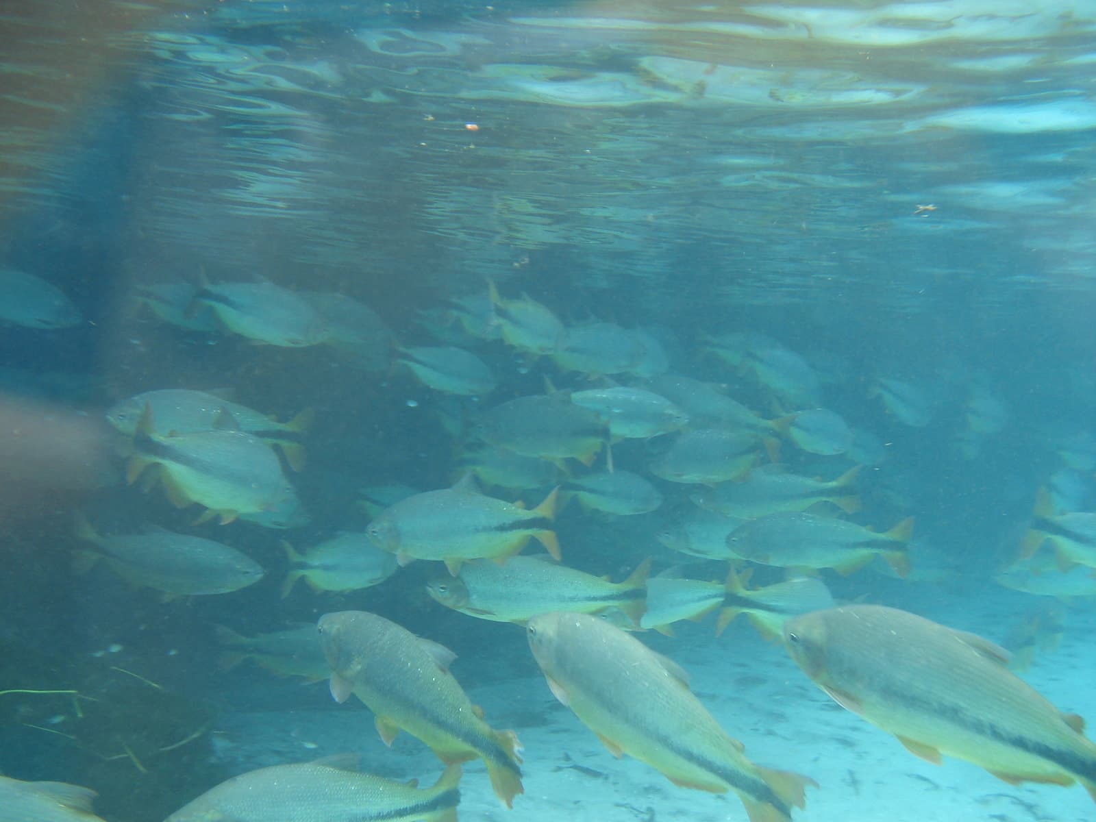 Rio da Prata
