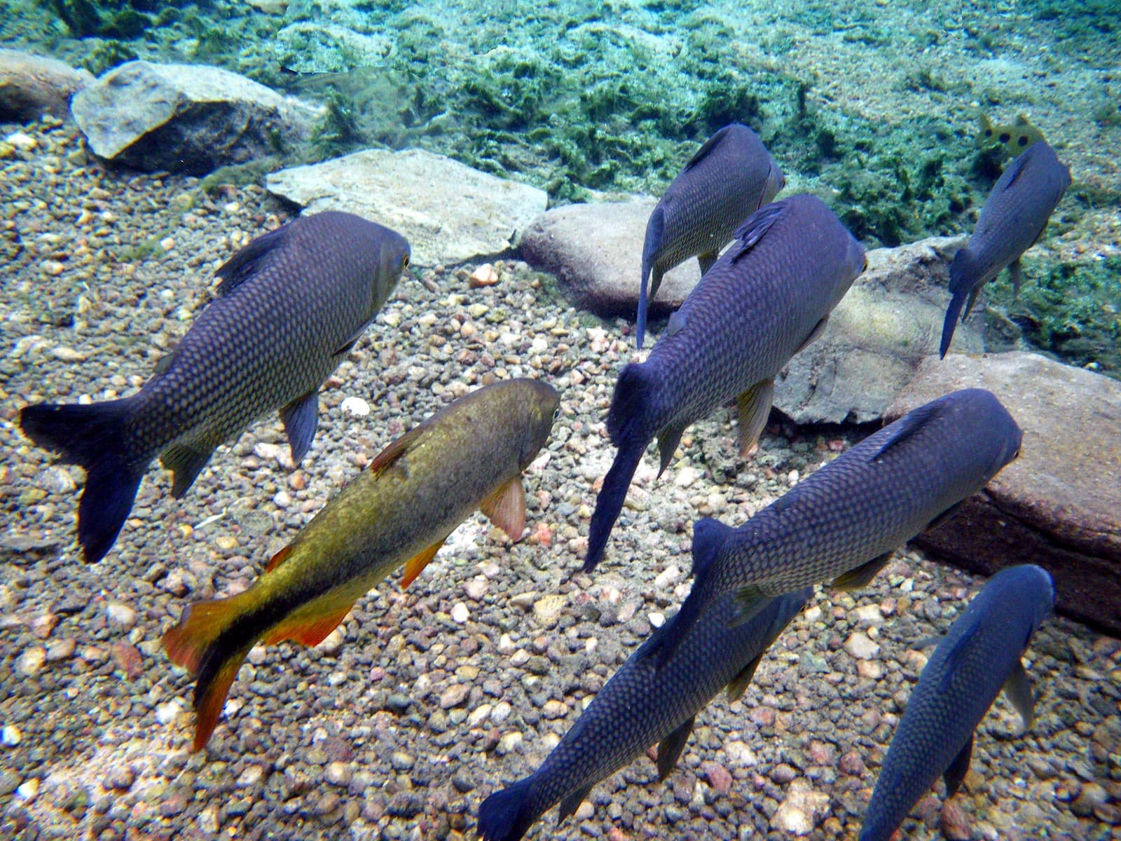 Rio Miranda
